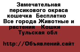 Замечательная персикового окраса кошечка. Бесплатно - Все города Животные и растения » Кошки   . Тульская обл.